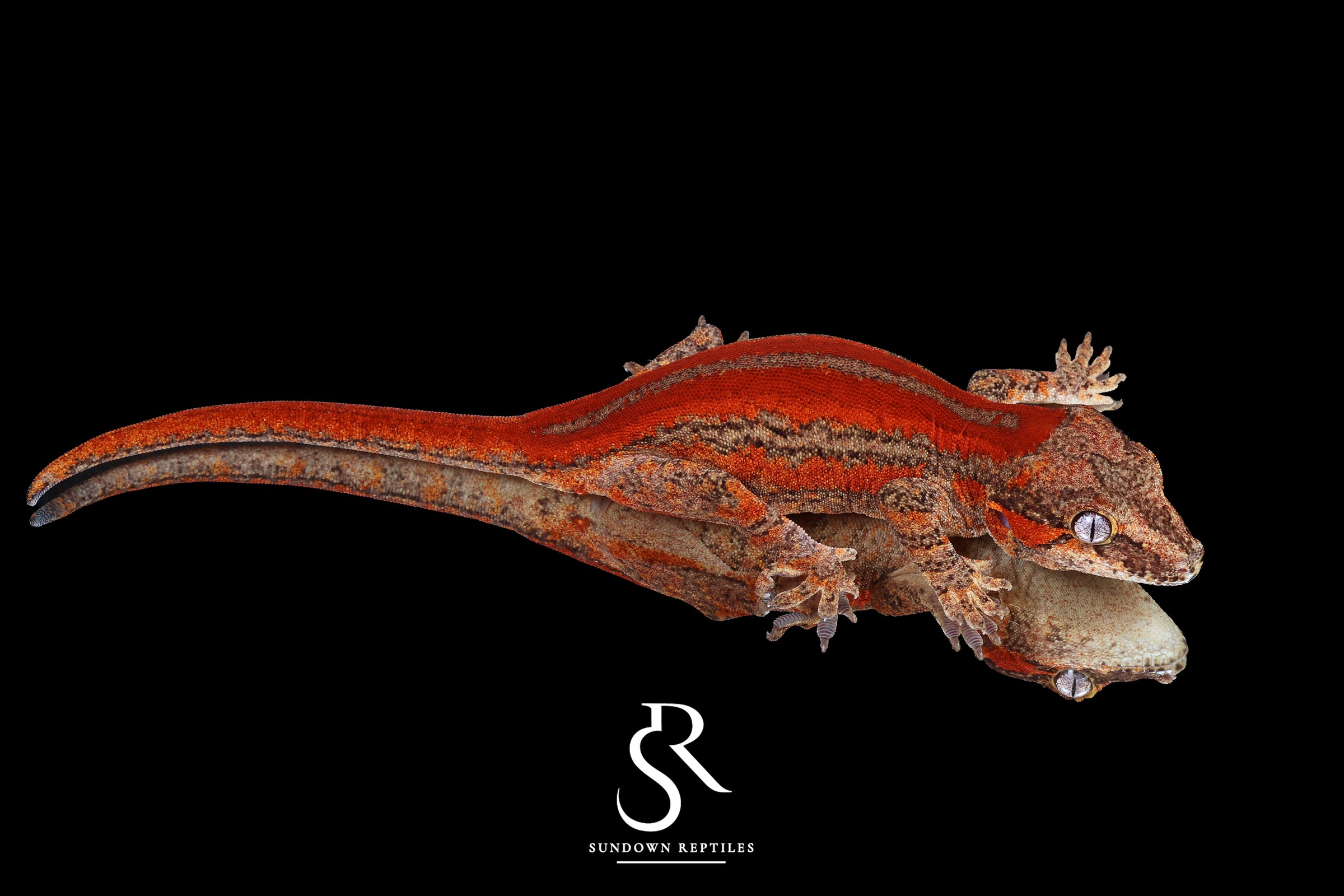 Gargoyle Gecko- Female Red Stripe (Moonbow x Jam) RA2025-58 - Sundown Reptiles