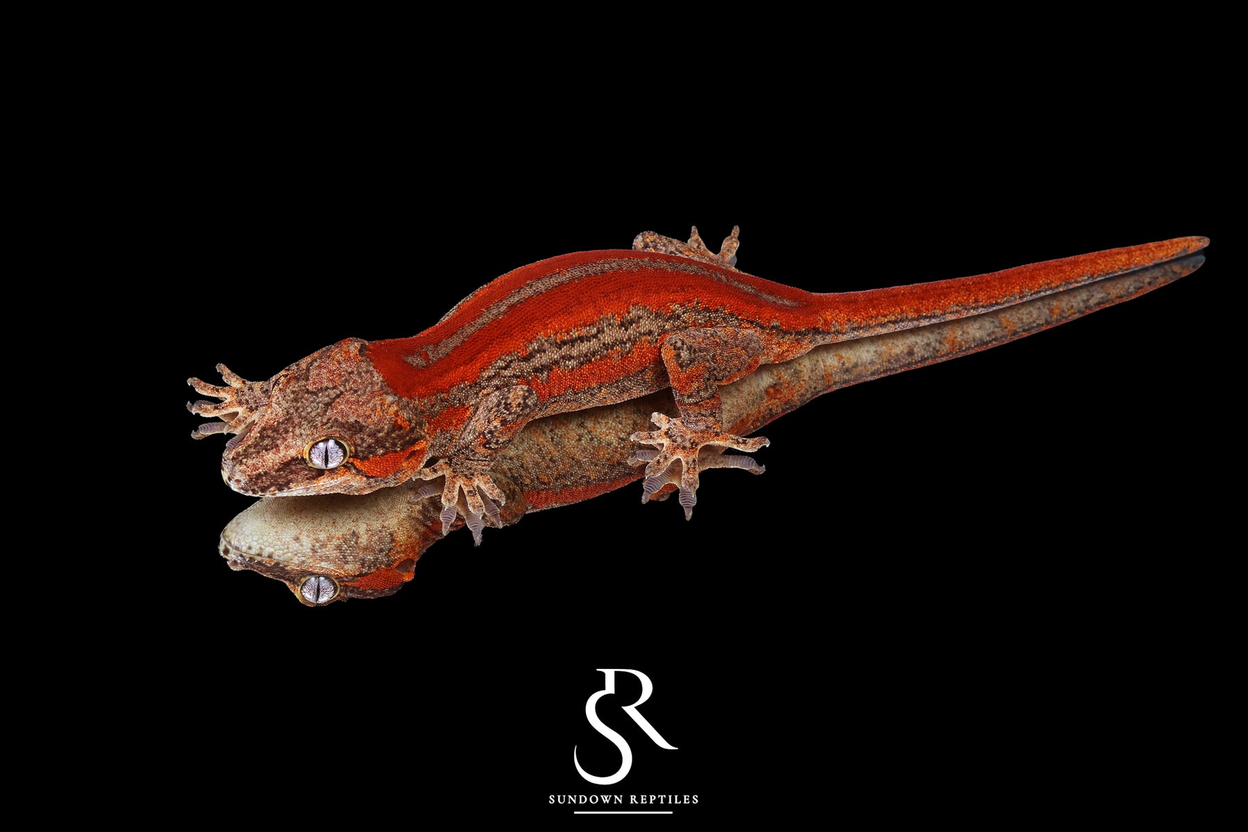 Gargoyle Gecko- Female Red Stripe (Moonbow x Jam) RA2025-58 - Sundown Reptiles