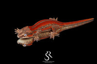 Gargoyle Gecko- Female Red Stripe (Moonbow x Jam) RA2025-58 - Sundown Reptiles