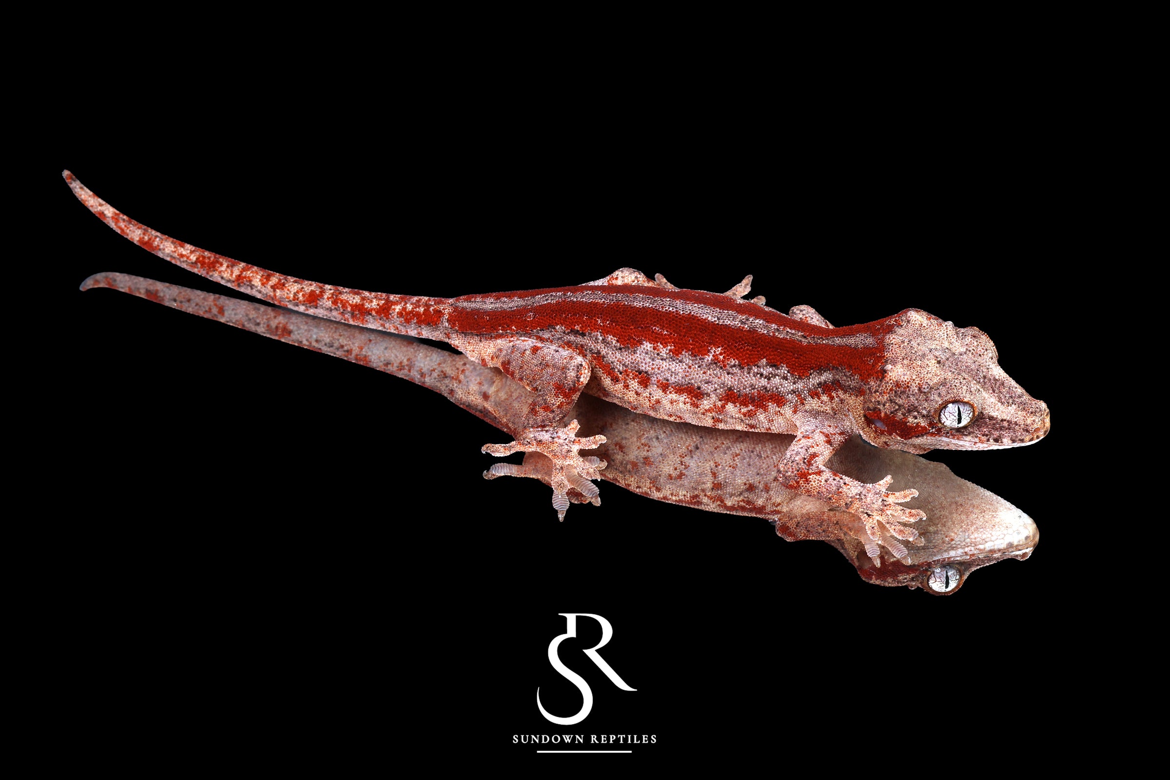 Gargoyle Gecko - Male Red Stripe (Caliber) RA2025-107 - Sundown Reptiles