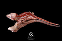 Gargoyle Gecko - Male Red Stripe (Caliber) RA2025-107 - Sundown Reptiles