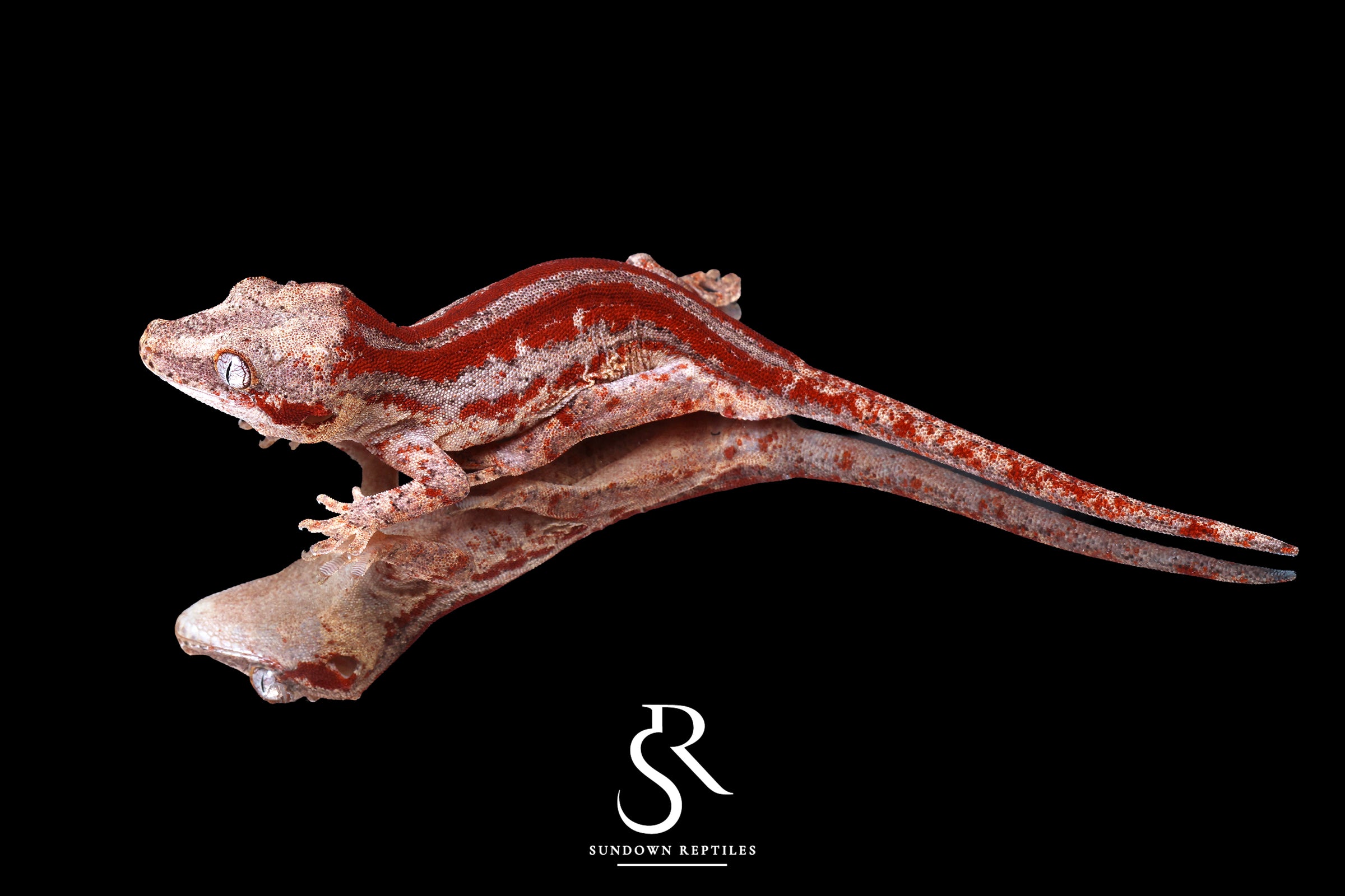 Gargoyle Gecko - Male Red Stripe (Caliber) RA2025-107 - Sundown Reptiles