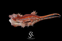 Gargoyle Gecko - Male Red Stripe (Caliber) RA2025-108 - Sundown Reptiles