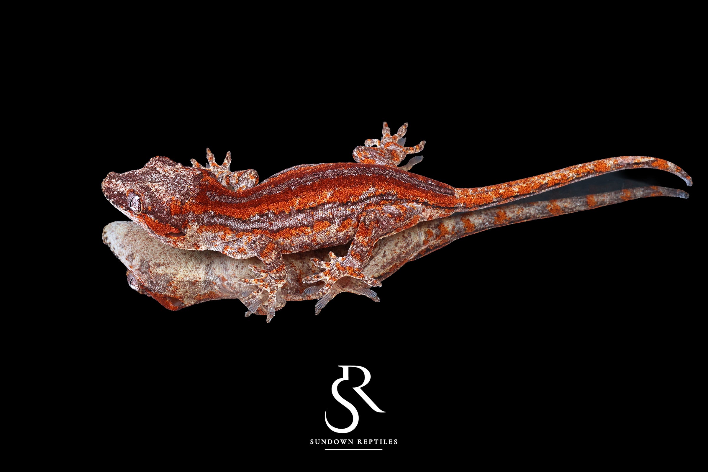 Gargoyle Gecko - Male Red Stripe (Caliber) RA2025-108 - Sundown Reptiles