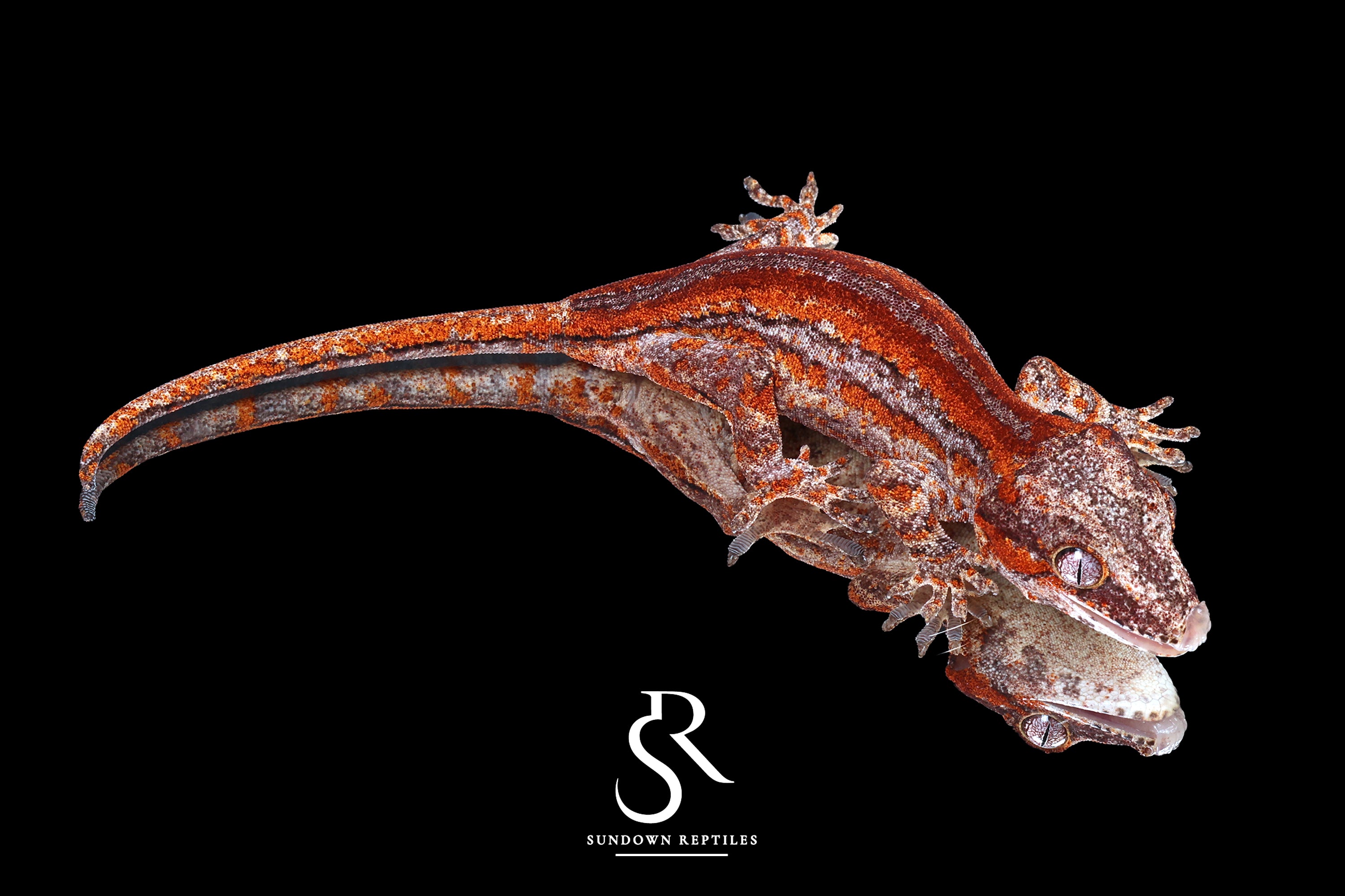 Premium Gargoyle Gecko Morphs - Rare Genetics | Sundown NC