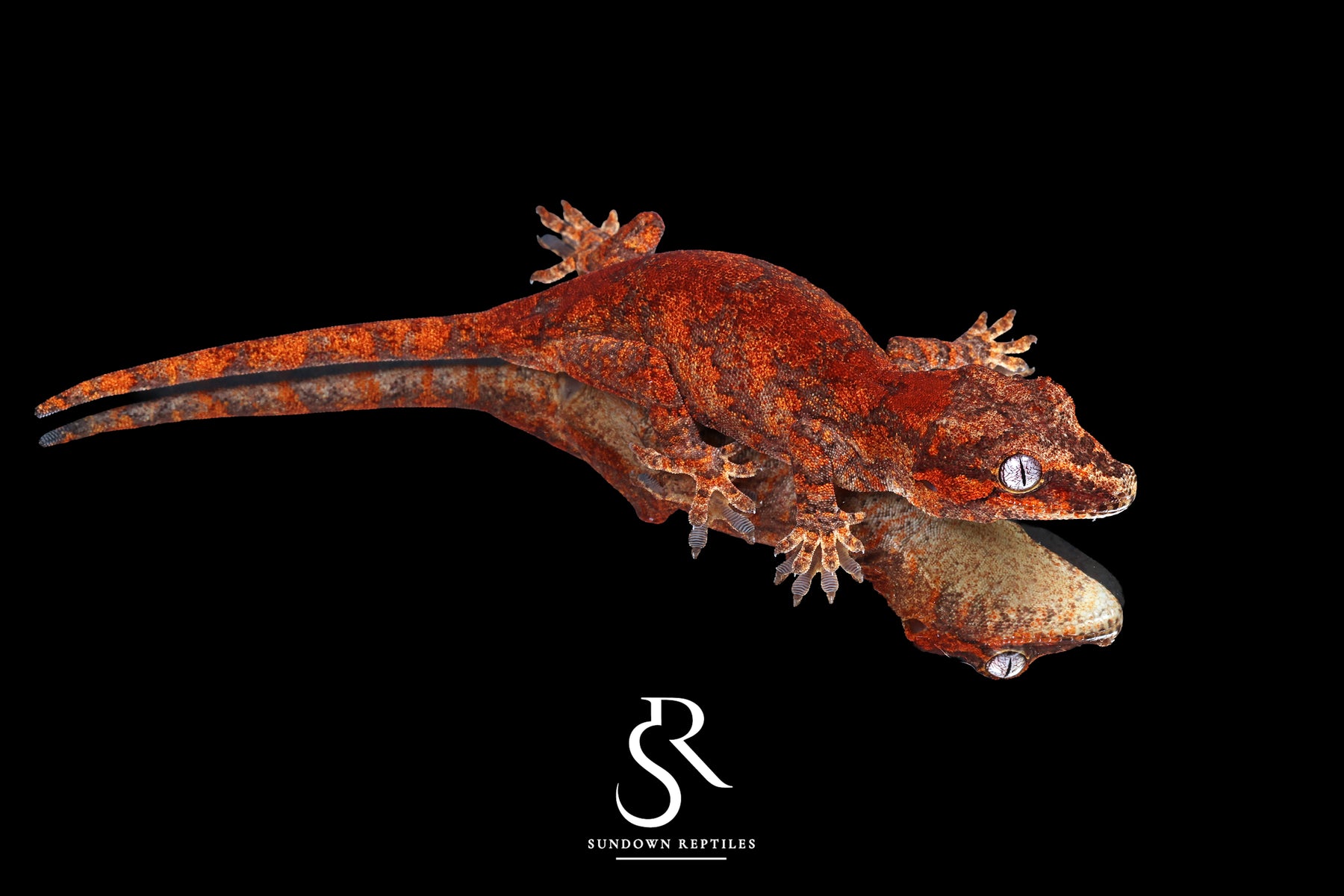 Gargoyle Gecko - Unsexed Skeleton Superblotch (Wildfire) RA2025-109 - Sundown Reptiles