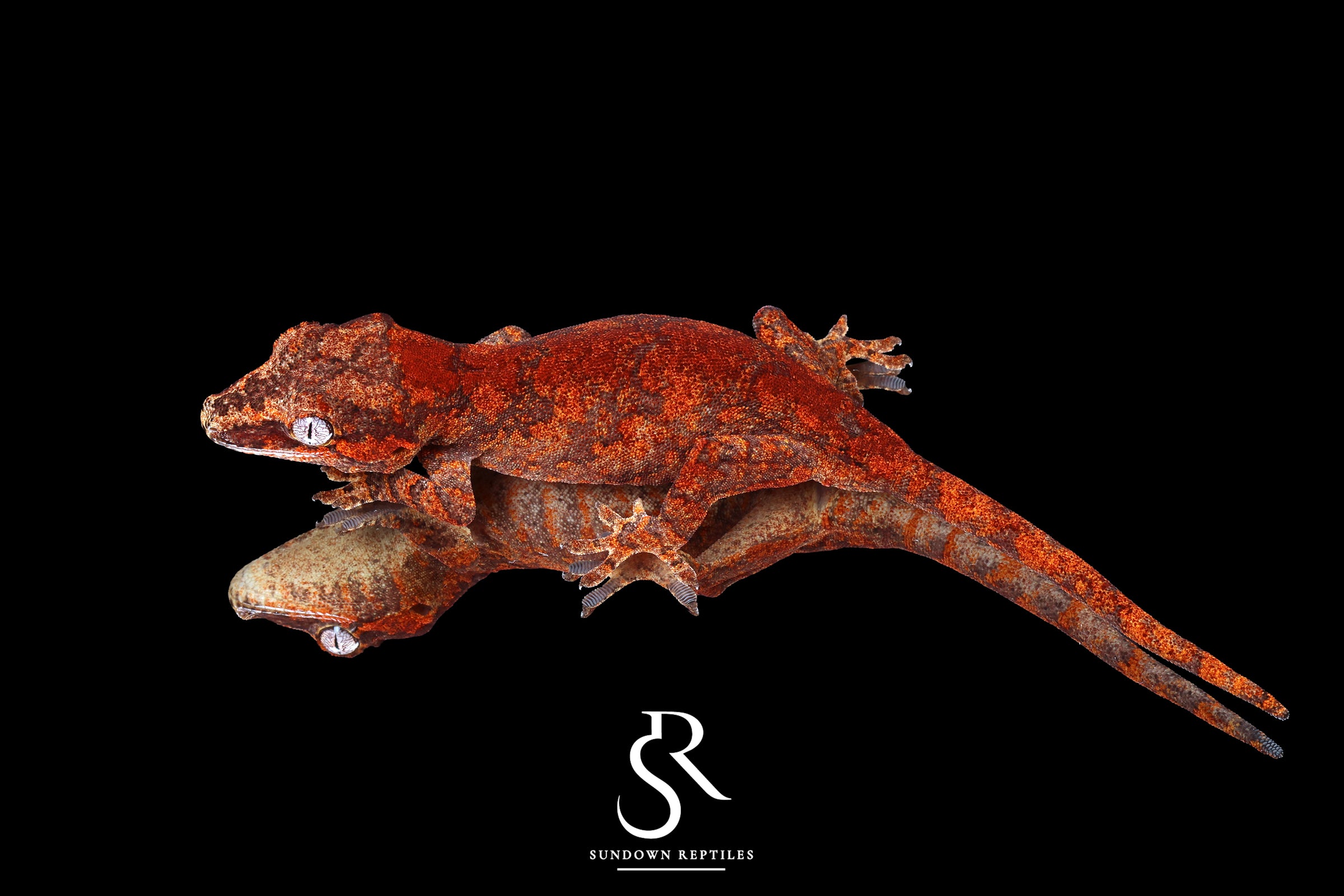 Gargoyle Gecko - Unsexed Skeleton Superblotch (Wildfire) RA2025-109 - Sundown Reptiles