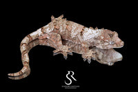 Pine Island Chahoua - Female High Color (Sahara x MMM) MC2025-155 - Sundown Reptiles
