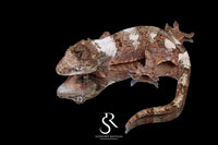Pine Island chahoua - Male Banded High White (Azalea x Everest) MC2025-134 - Sundown Reptiles