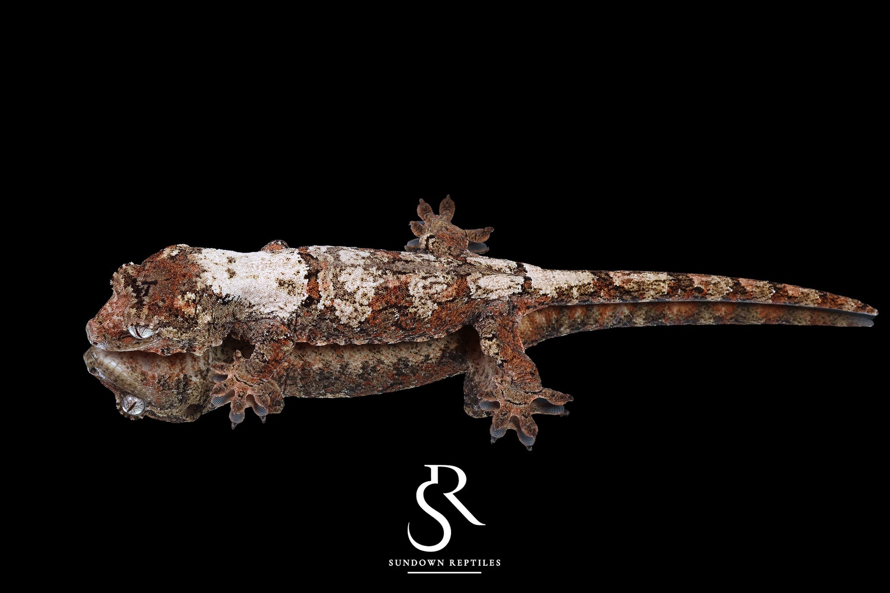 Pine Island Chahoua -  Female (Ivy x Firefly) MC2025-129 - Sundown Reptiles