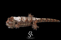 Pine Island Chahoua -  Female (Ivy x Firefly) MC2025-129 - Sundown Reptiles