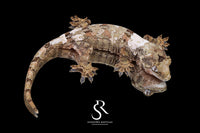 Pine Island Chahoua -  Unsexed (Ivy x Firefly) MC2025-161 - Sundown Reptiles