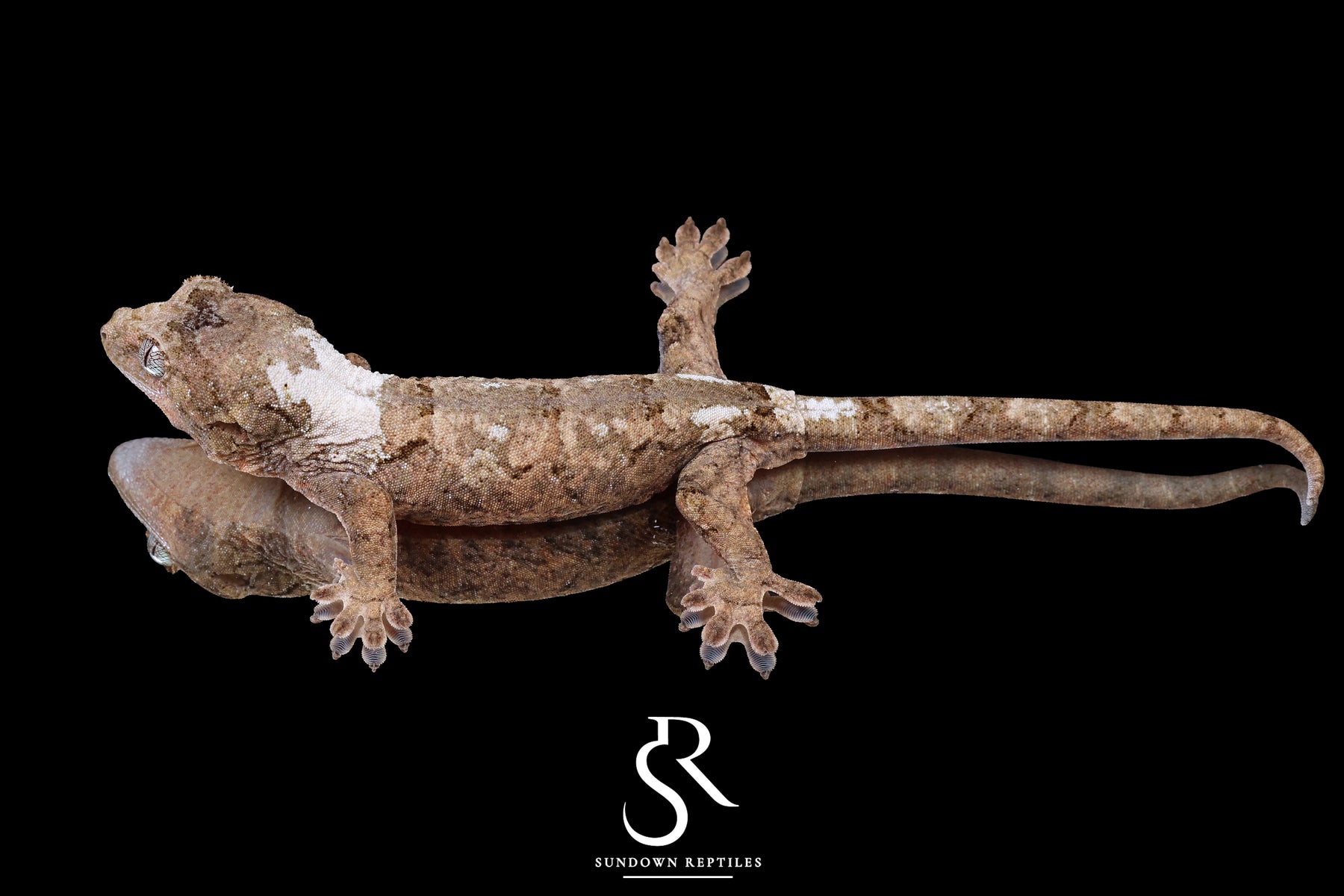 Pine Island chahoua- Male (Koala x Jacamar) MC2025-60 - Sundown Reptiles