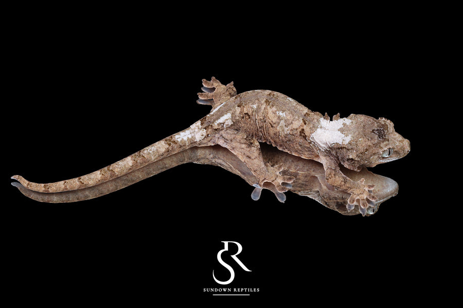 Pine Island chahoua- Male (Koala x Jacamar) MC2025-60 - Sundown Reptiles
