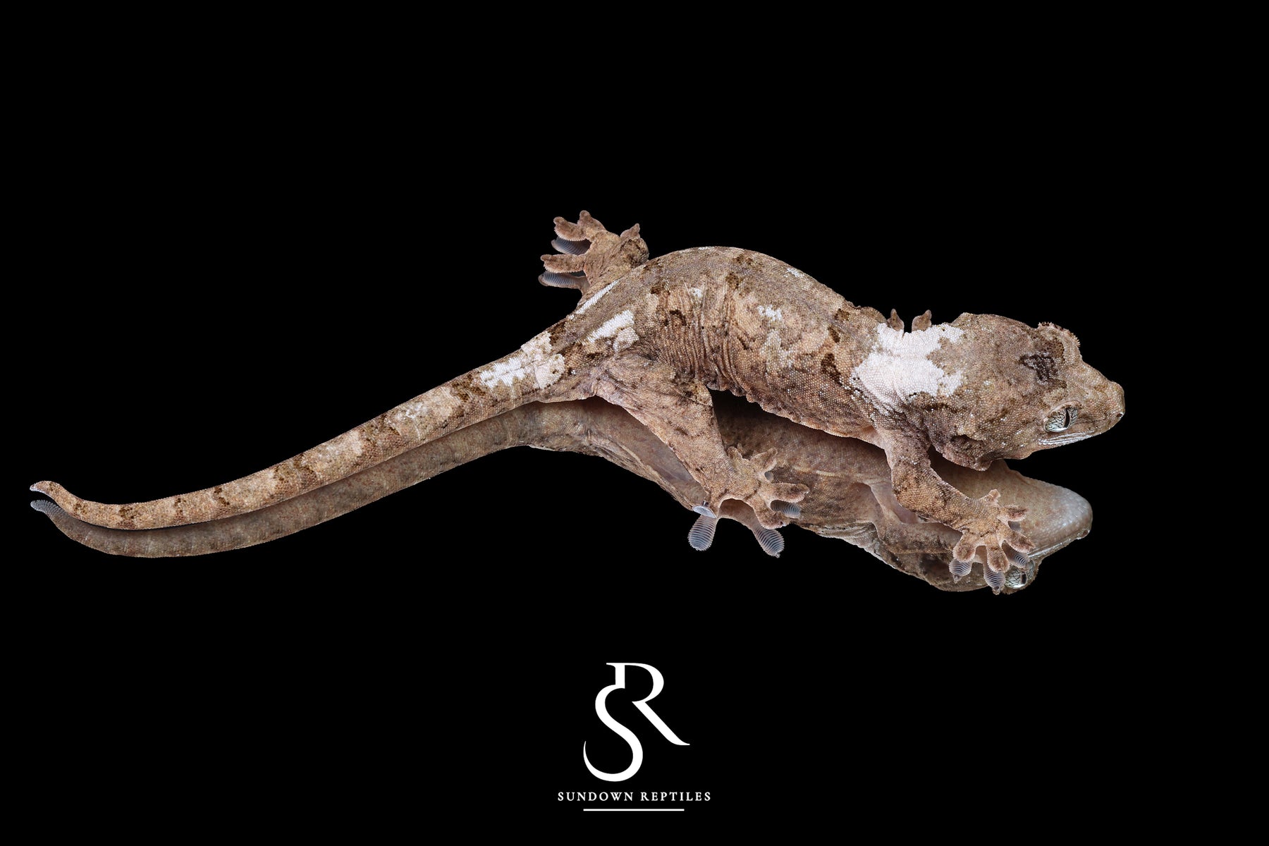 Pine Island chahoua- Male (Koala x Jacamar) MC2025-60 - Sundown Reptiles