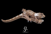 Pine Island chahoua- Male (Koala x Jacamar) MC2025-60 - Sundown Reptiles