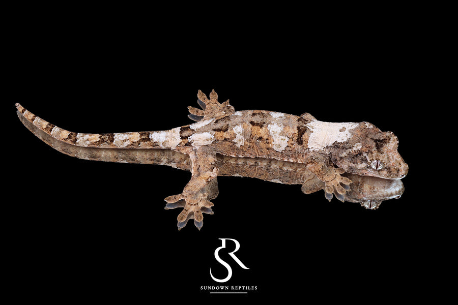 Pine Island Chahoua -  Male High White & Color (Whiteout x Sabre) MC2025-176 - Sundown Reptiles