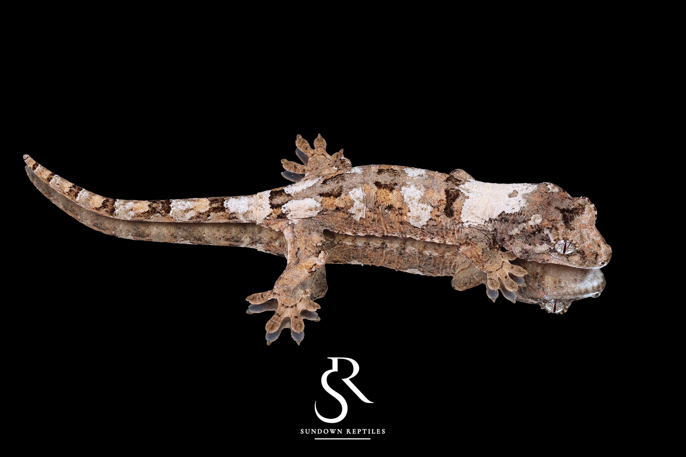 Pine Island Chahoua -  Male High White & Color (Whiteout x Sabre) MC2025-176 - Sundown Reptiles