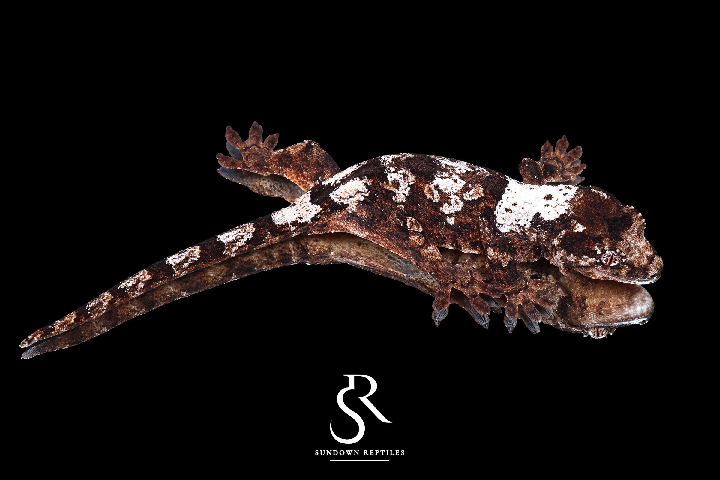 Pine Island chahoua - Female (Earth Star x Scarab) MC2025-159 - Sundown Reptiles