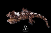 Pine Island chahoua - Female (Earth Star x Scarab) MC2025-159 - Sundown Reptiles