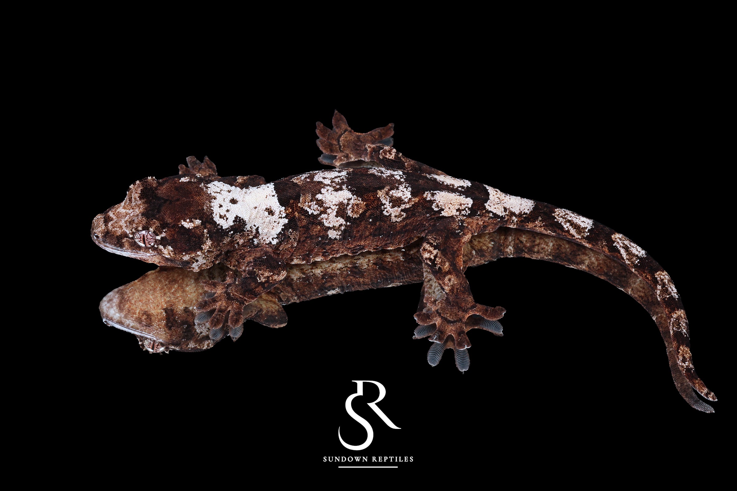 Pine Island chahoua - Female (Earth Star x Scarab) MC2025-159 - Sundown Reptiles