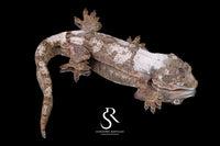 Pine Island Chahoua -  Poss male (Sweet Tooth x Masterpiece) - Sundown Reptiles