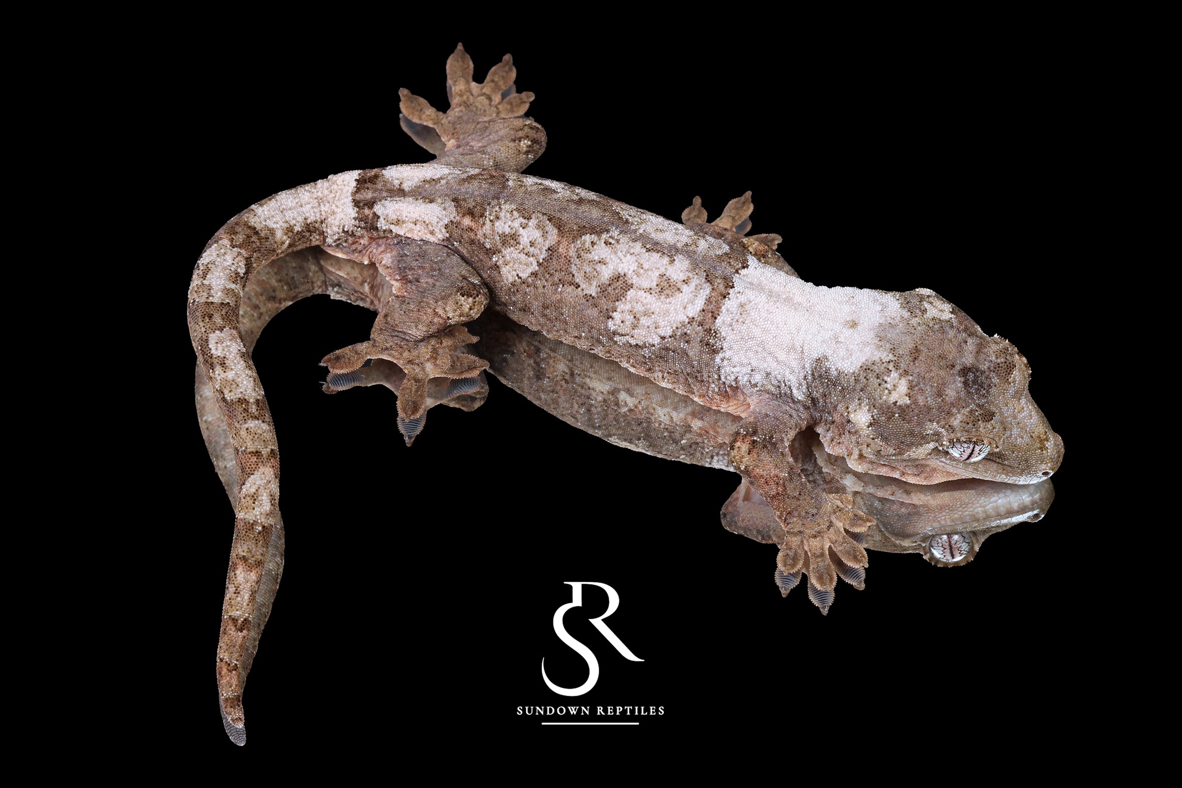 Pine Island Chahoua -  Poss male (Sweet Tooth x Masterpiece) - Sundown Reptiles