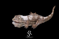 Pine Island Chahoua -  Poss male (Sweet Tooth x Masterpiece) - Sundown Reptiles