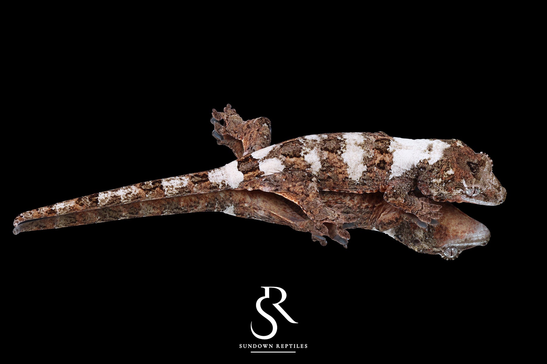 Pine Island chahoua - Male Banded High White (Azalea x Everest) MC2025-128 - Sundown Reptiles