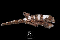 Pine Island chahoua - Male Banded High White (Azalea x Everest) MC2025-128 - Sundown Reptiles