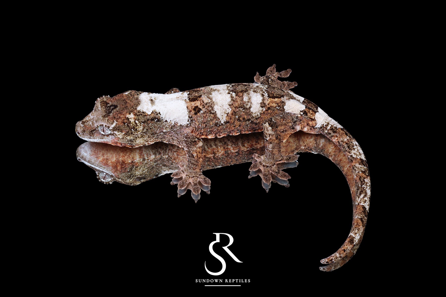 Pine Island chahoua - Male Banded High White (Azalea x Everest) MC2025-128 - Sundown Reptiles