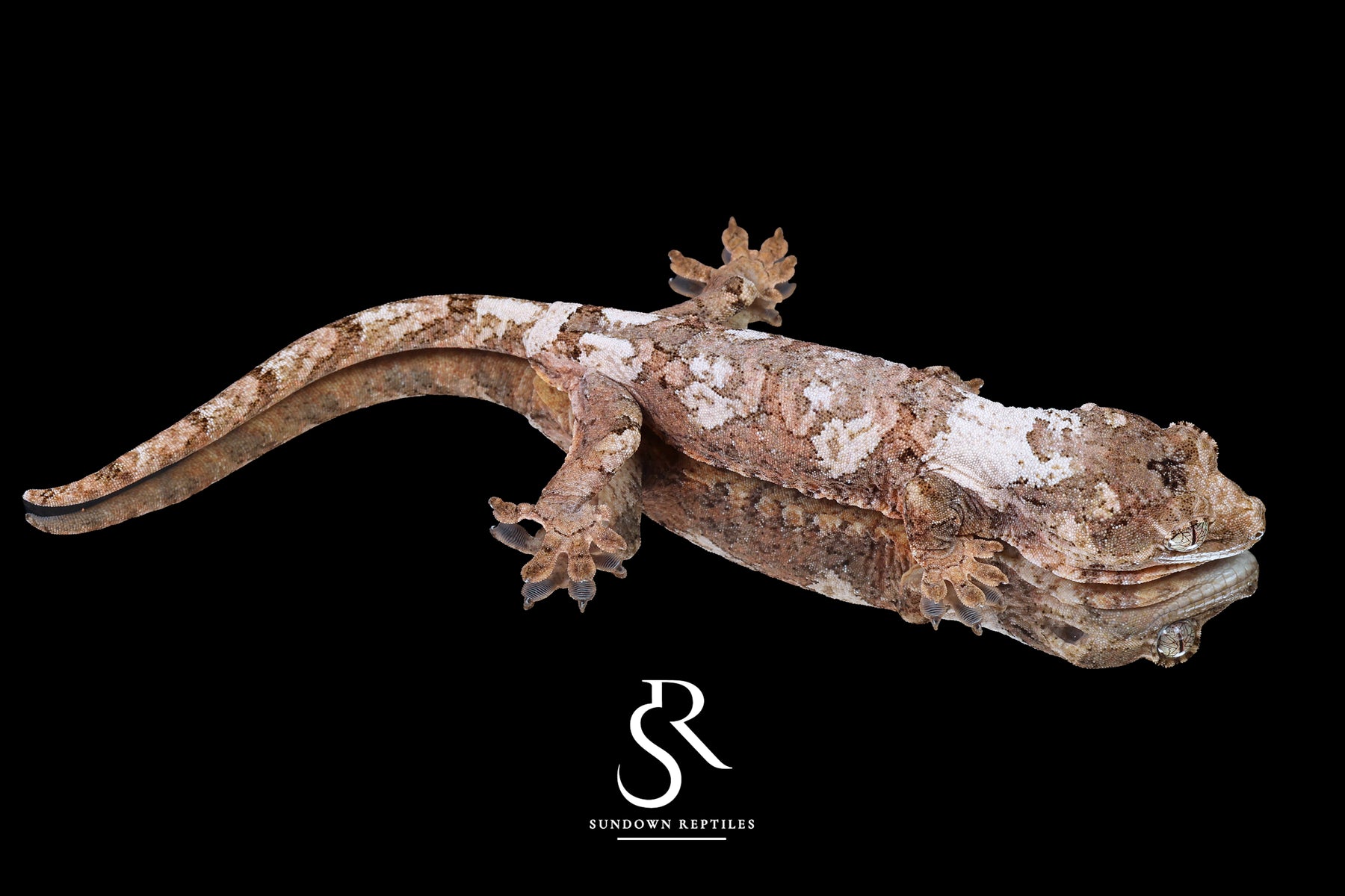 Pine Island Chahoua - Female High White Pastel (Nectar x Cotopaxi) MC2025-79 - Sundown Reptiles