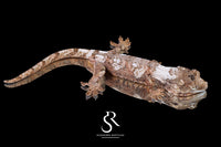 Pine Island Chahoua - Female High White Pastel (Nectar x Cotopaxi) MC2025-79 - Sundown Reptiles