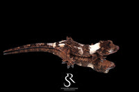 Pine Island Chahoua - Probable male (Formula 1 x Queztal) MC2025-135 - Sundown Reptiles