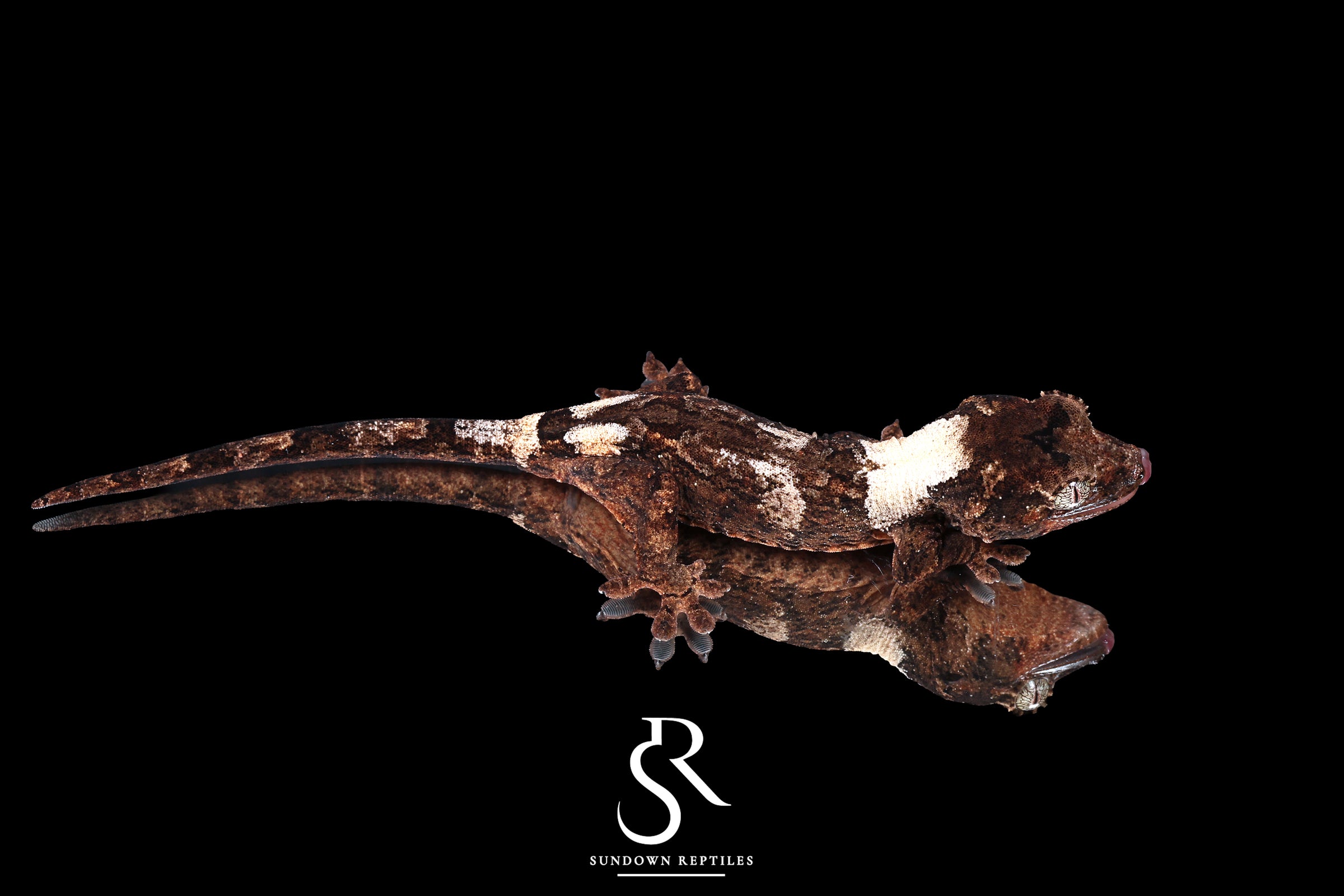 Pine Island Chahoua - Probable male (Formula 1 x Queztal) MC2025-135 - Sundown Reptiles