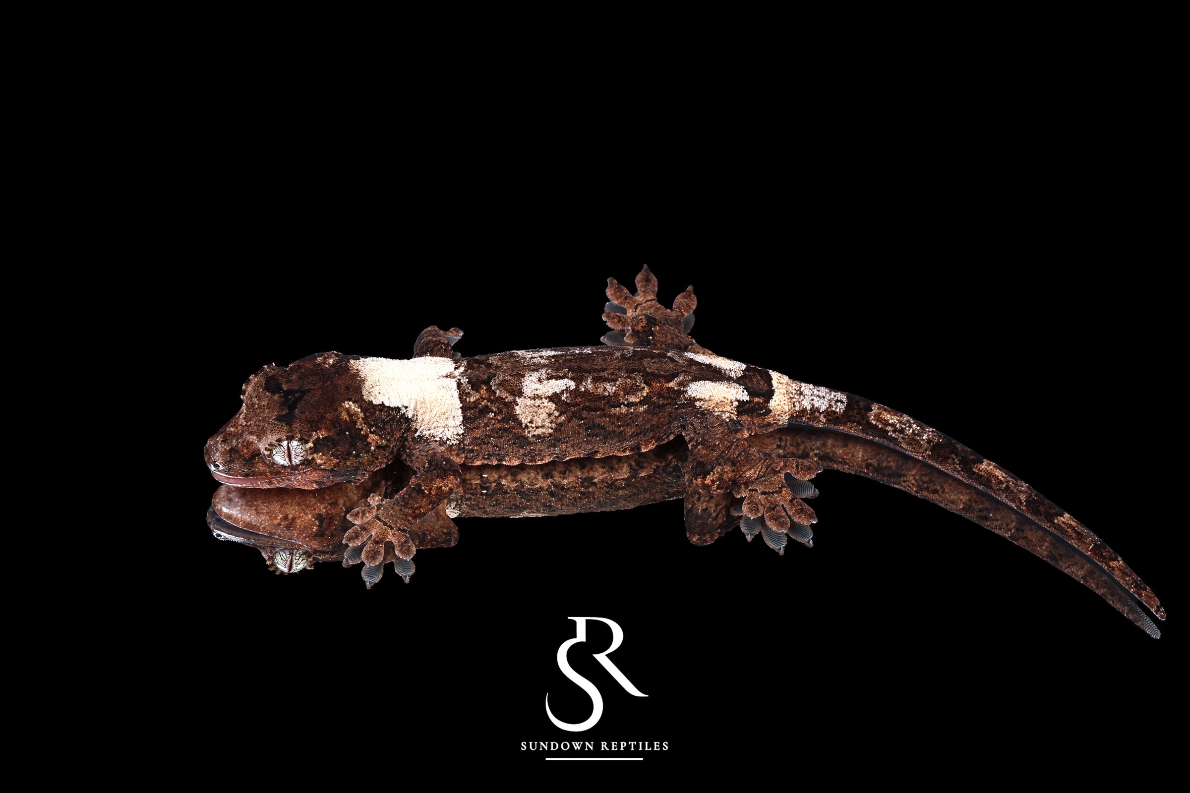 Pine Island Chahoua - Probable male (Formula 1 x Queztal) MC2025-135 - Sundown Reptiles