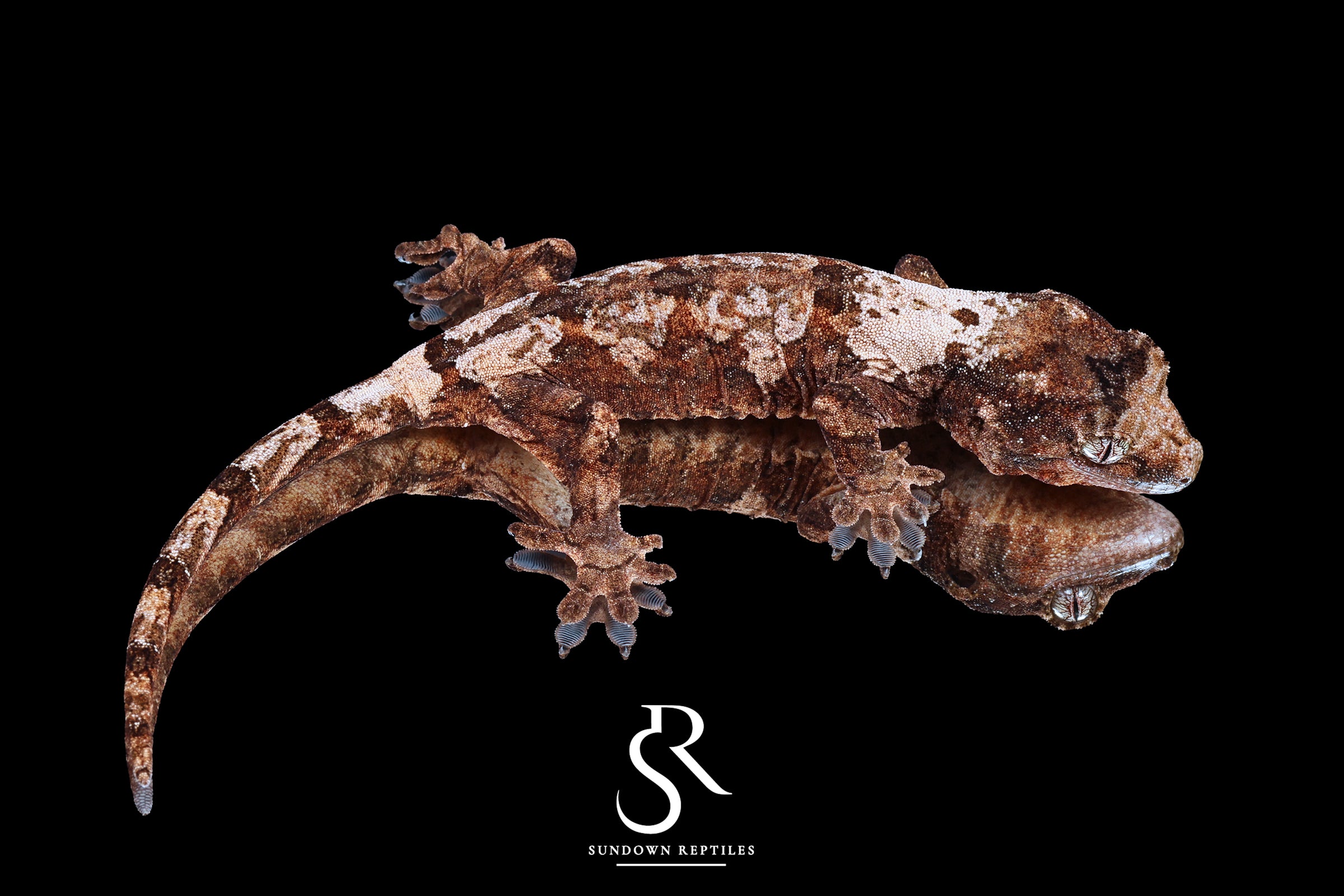 Pine Island Chahoua- Unsexed (Labyrinth x Skyy) MC2025-153 - Sundown Reptiles