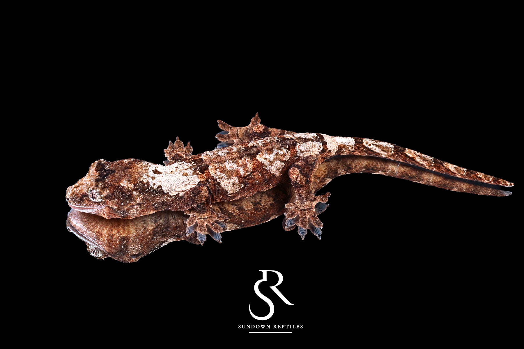 Pine Island Chahoua- Unsexed (Labyrinth x Skyy) MC2025-153 - Sundown Reptiles