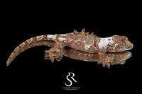 Pine Island chahoua - Unsexed (Starling x Denali) MC2025-149 - Sundown Reptiles