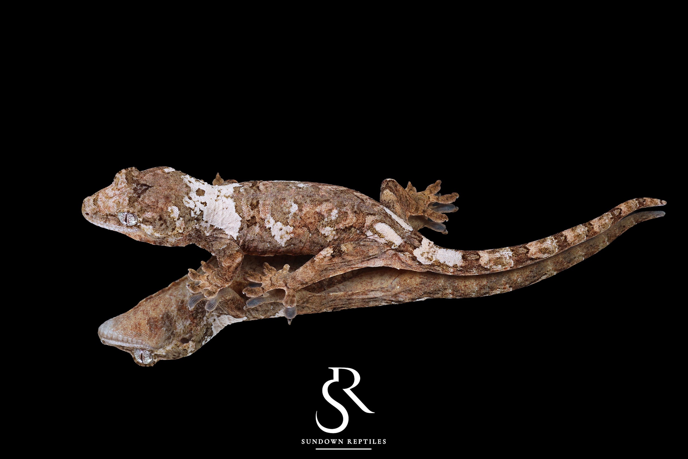 Pine Island chahoua - Unsexed (Starling x Denali) MC2025-149 - Sundown Reptiles