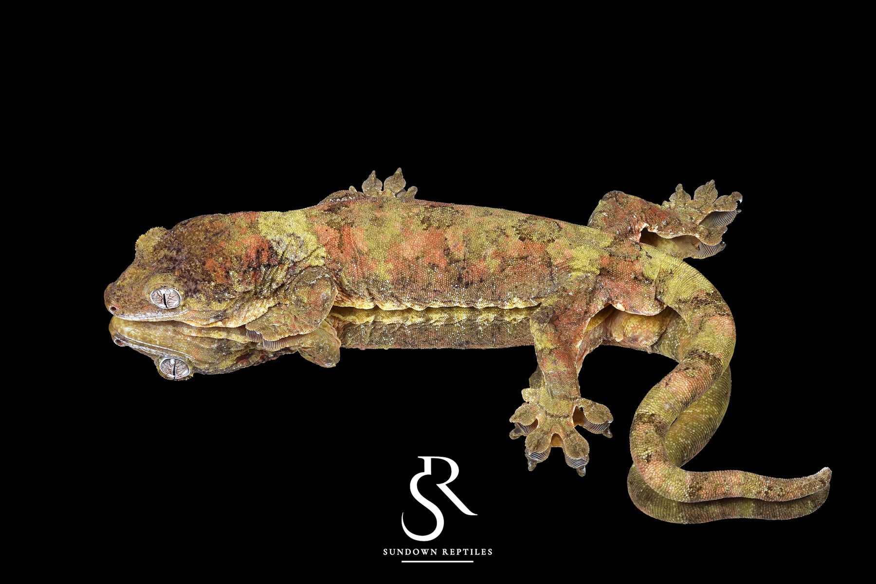 Pine Island chahoua - Proven Male Thistle ( Sarge x Licha) - Sundown Reptiles