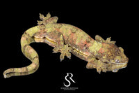 Pine Island chahoua - Proven Male Thistle ( Sarge x Licha) - Sundown Reptiles
