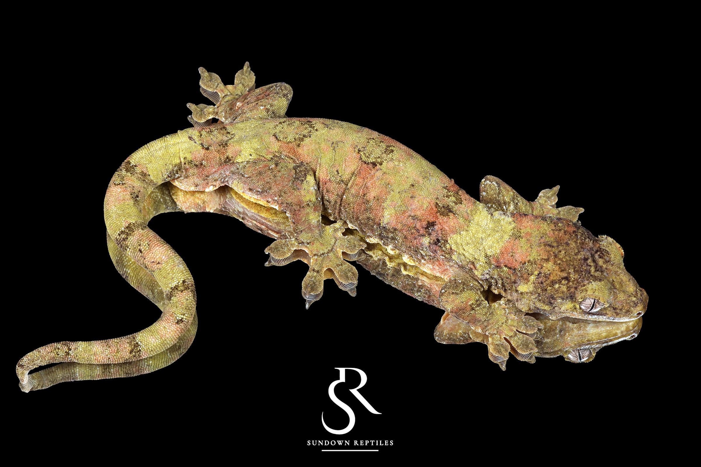 Pine Island chahoua - Proven Male Thistle ( Sarge x Licha) - Sundown Reptiles