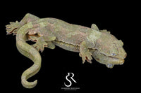 Pine Island chahoua - Proven Male Ficus (Cartman x Coronet) - Sundown Reptiles