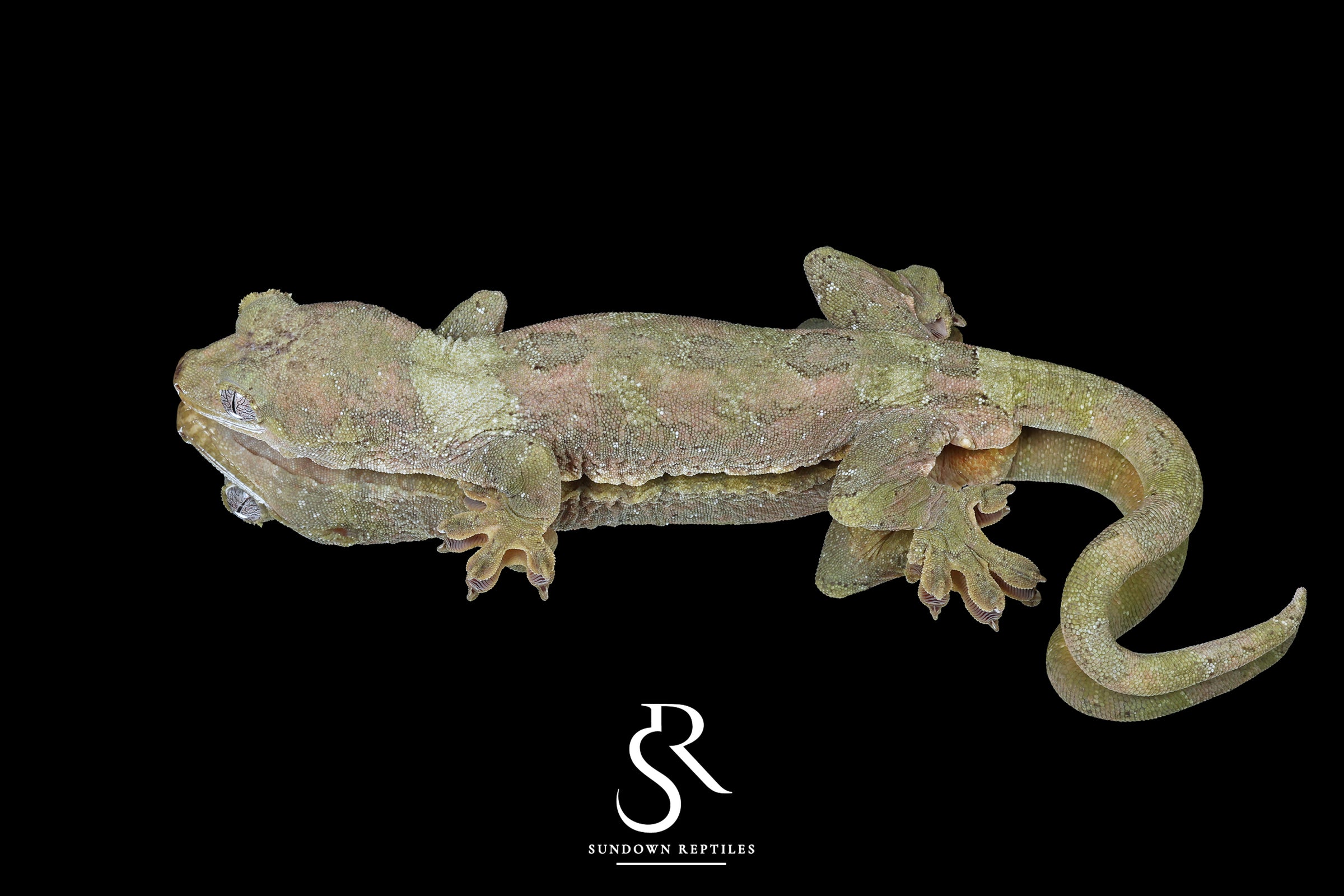 Pine Island chahoua - Proven Male Ficus (Cartman x Coronet) - Sundown Reptiles