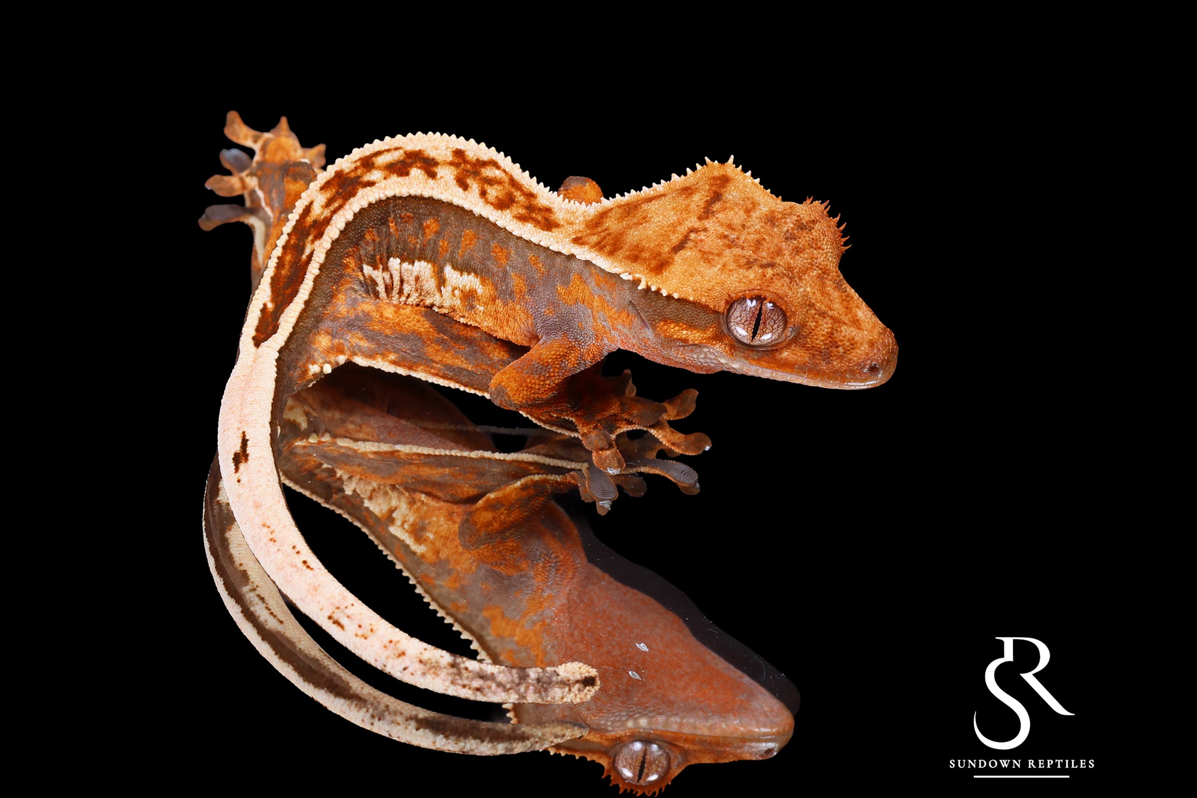 Crested Gecko - Probable Female (Emily Burke's Brandywine x Sweetgum) CC2025-25 - Sundown Reptiles