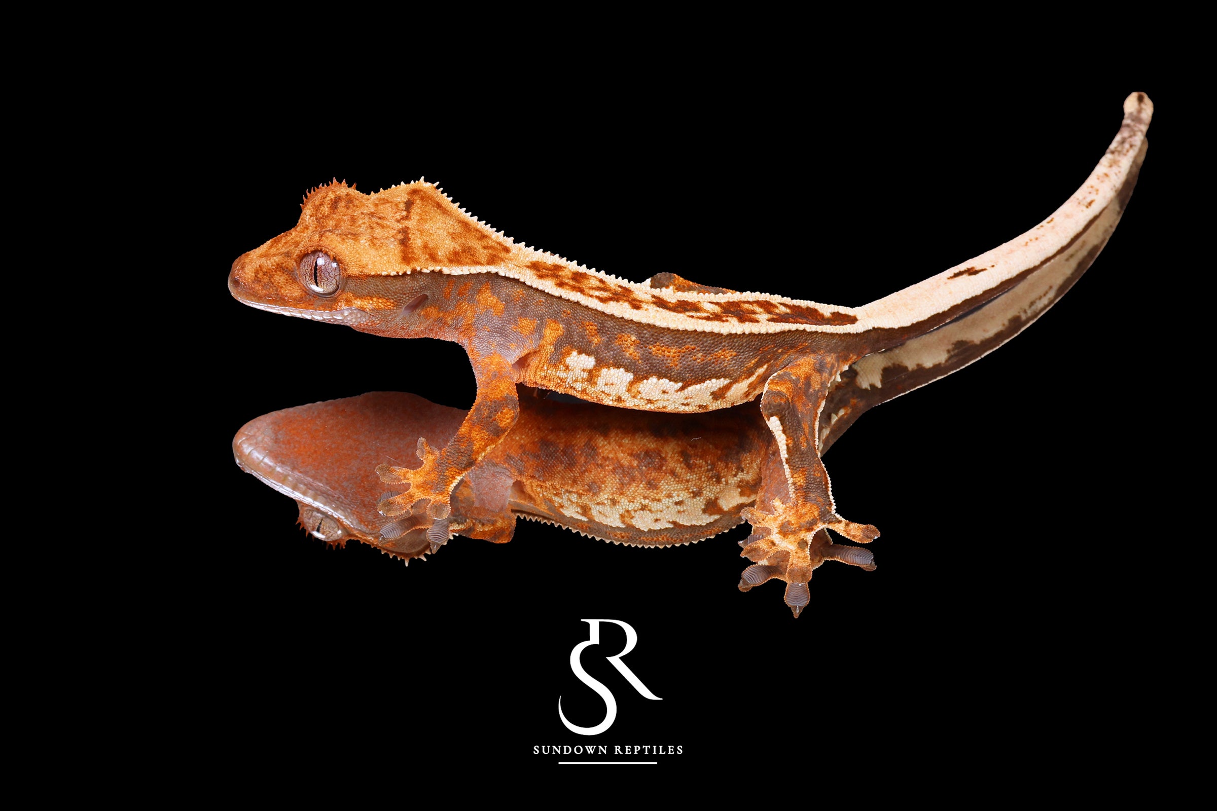 Crested Gecko - Probable Female (Emily Burke's Brandywine x Sweetgum) CC2025-25 - Sundown Reptiles