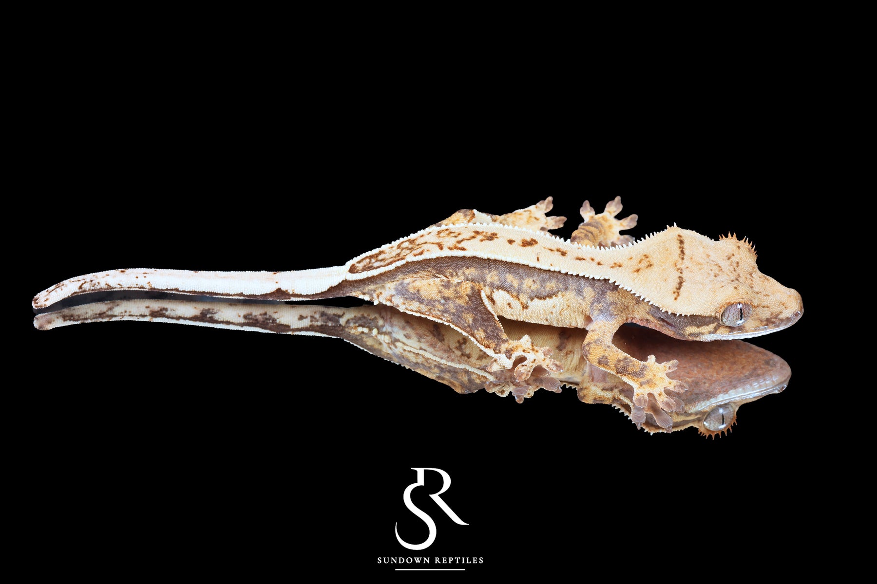 Crested Gecko - Probable Female  (Blood Weasel X Winchester lilly) CC2025-26 - Sundown Reptiles