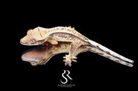 Crested Gecko - Probable Female  (Blood Weasel X Winchester lilly) CC2025-26 - Sundown Reptiles