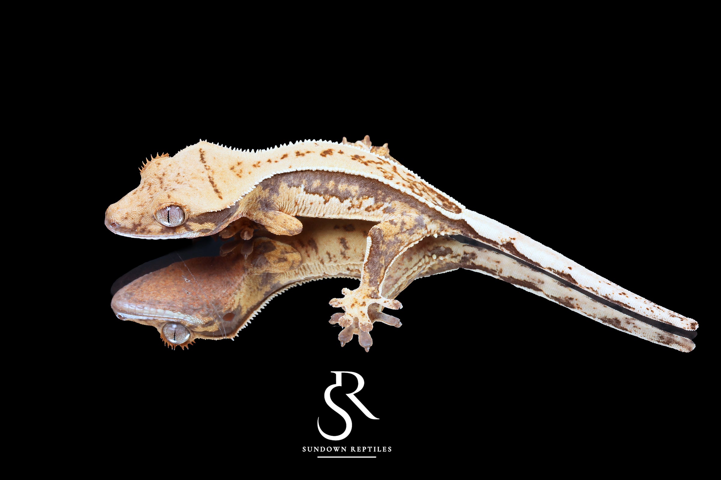 Crested Gecko - Probable Female  (Blood Weasel X Winchester lilly) CC2025-26 - Sundown Reptiles